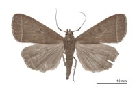 藏品(日本貧裳蛾)的圖片